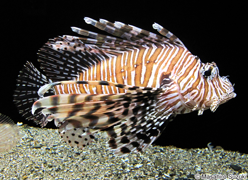 ハナミノカサゴ Pterois volitans