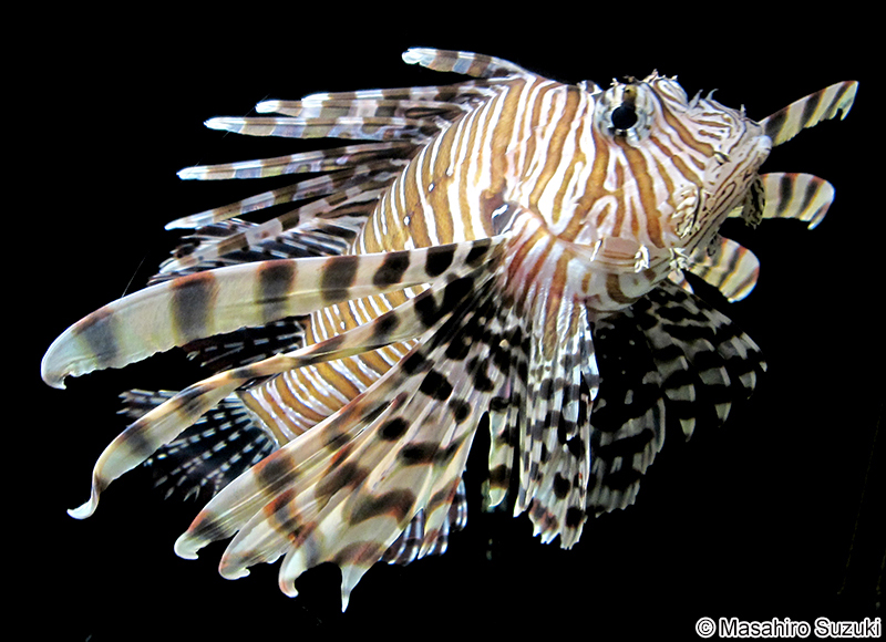 ハナミノカサゴ Pterois volitans