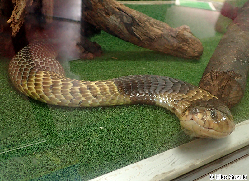 ハナナガコブラ Naja annulifera