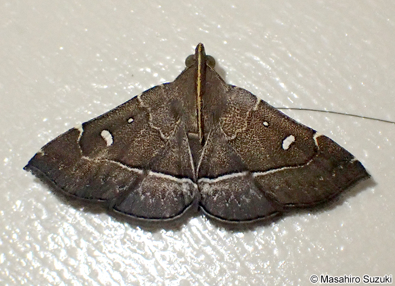 ハナオイアツバ Cidariplura gladiata