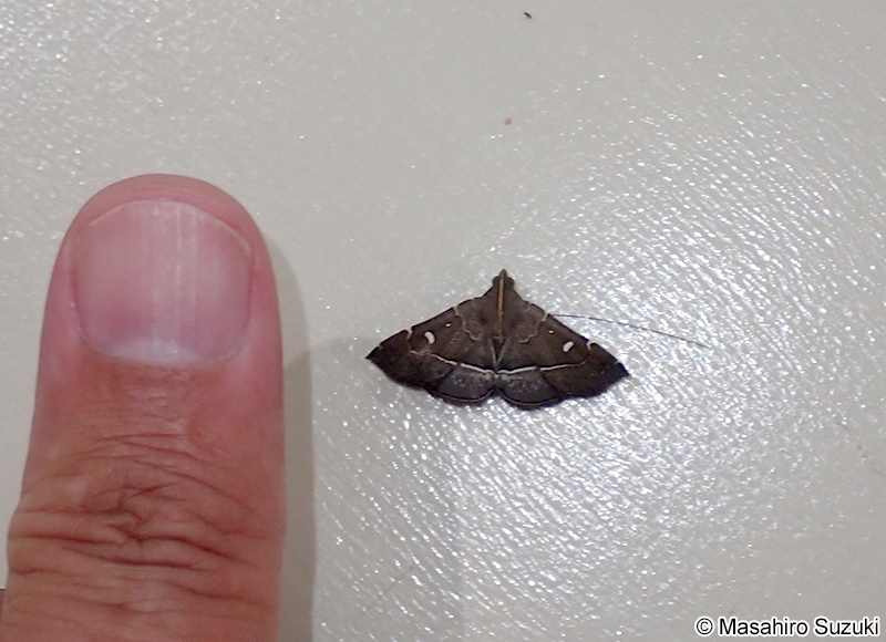 ハナオイアツバ Cidariplura gladiata