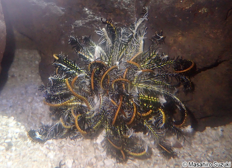 ハナウミシダ Comaster nobilis