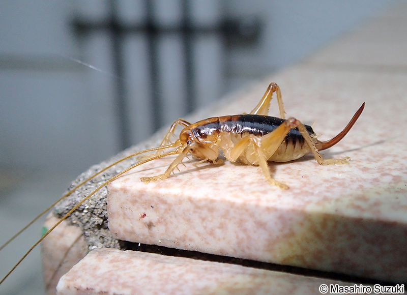 ハネナシコロギス Nippancistroger testaceus