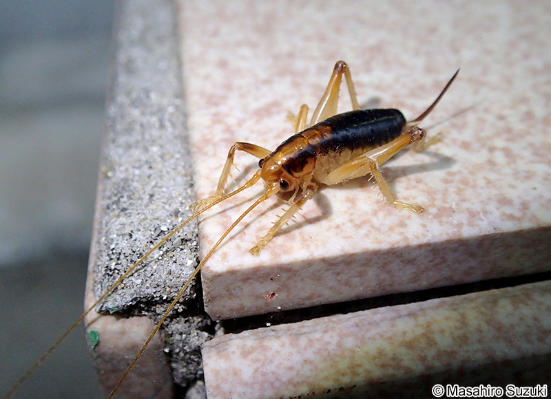 ハネナシコロギス Nippancistroger testaceus