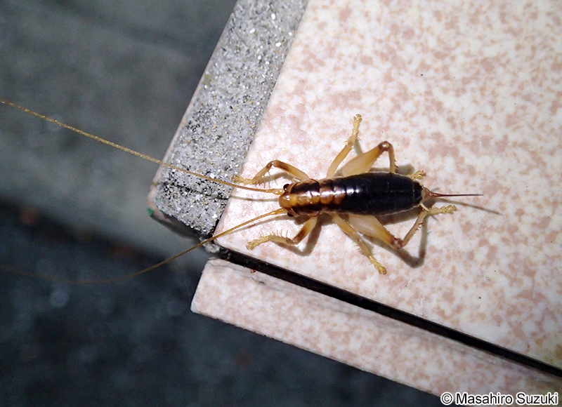 ハネナシコロギス Nippancistroger testaceus