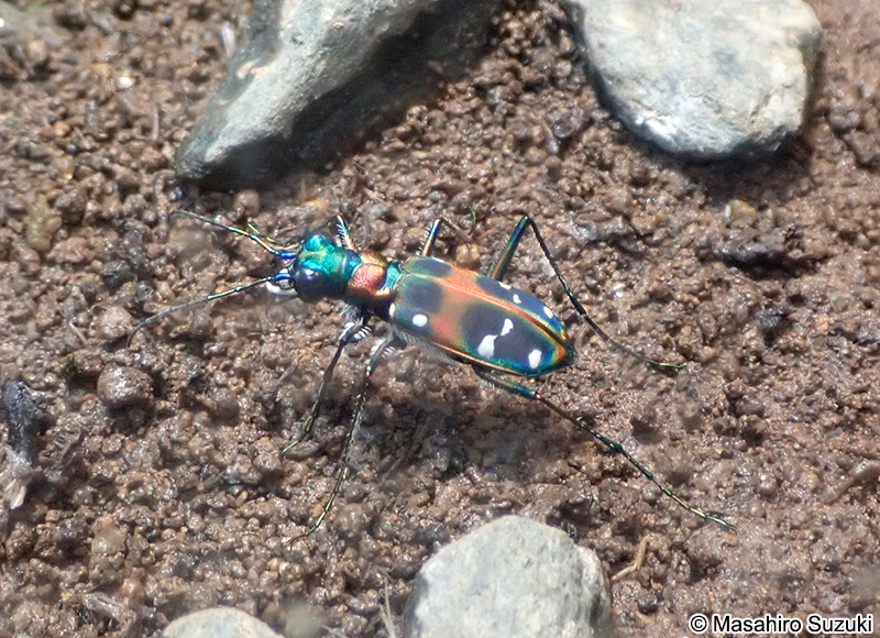 ハンミョウ Cicindela japonica