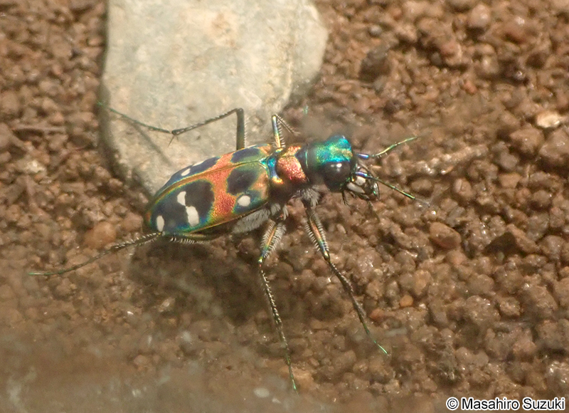 ハンミョウ Cicindela japonica