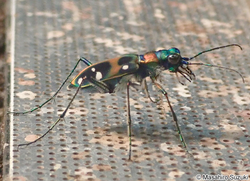 ハンミョウ Cicindela japonica