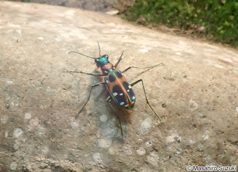 ハンミョウ Cicindela japonica