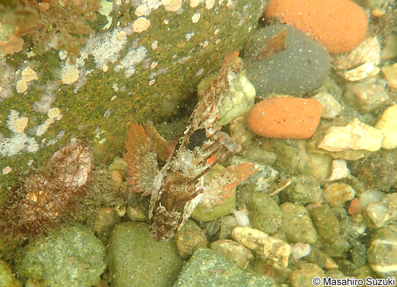 ハオコゼ Paracentropogon rubripinnis