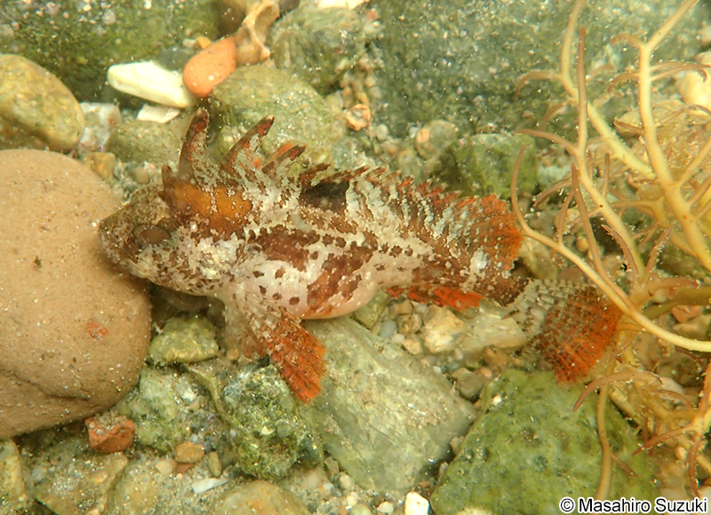 ハオコゼ Paracentropogon rubripinnis