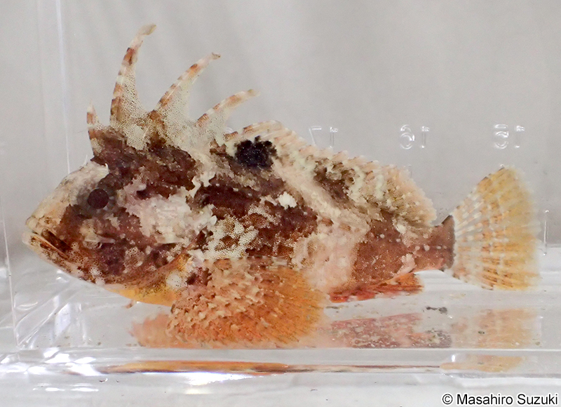 ハオコゼ Paracentropogon rubripinnis