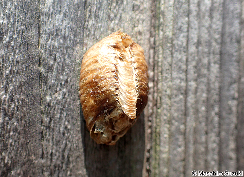 ハラビロカマキリ Hierodula patellifera