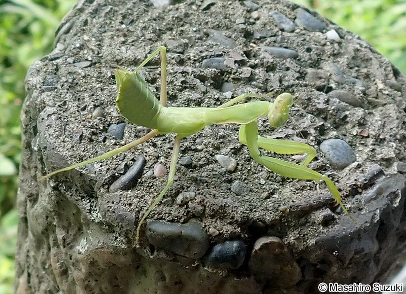 ハラビロカマキリの幼虫
