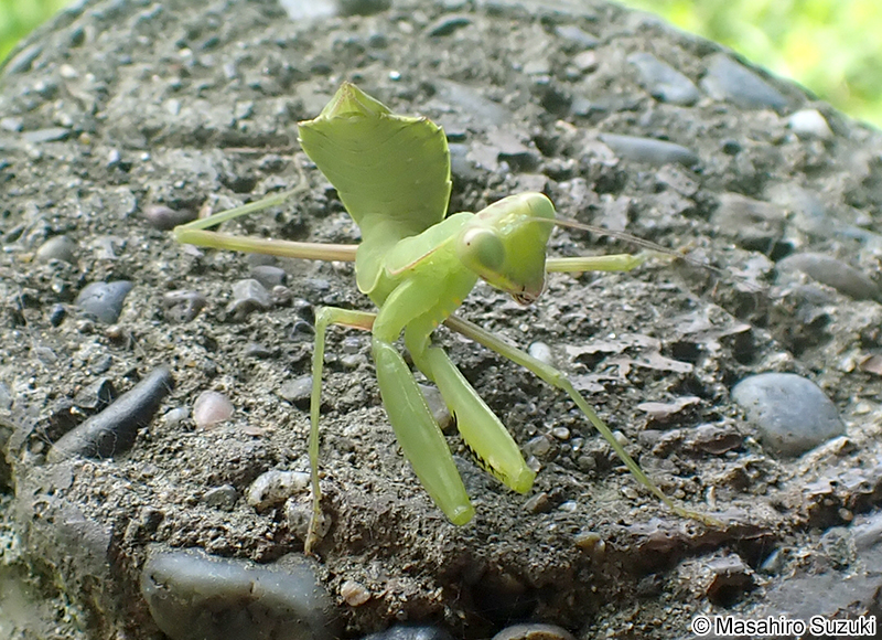 ハラビロカマキリの幼虫