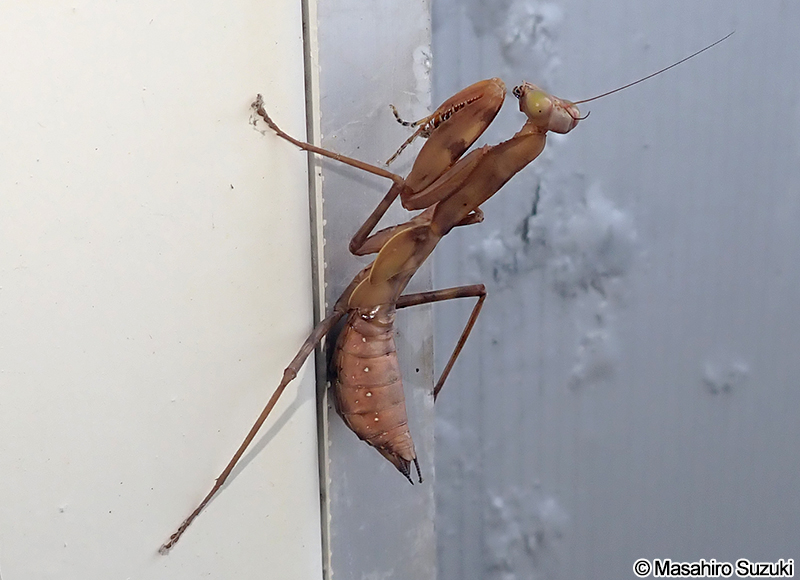 ハラビロカマキリ Hierodula patellifera
