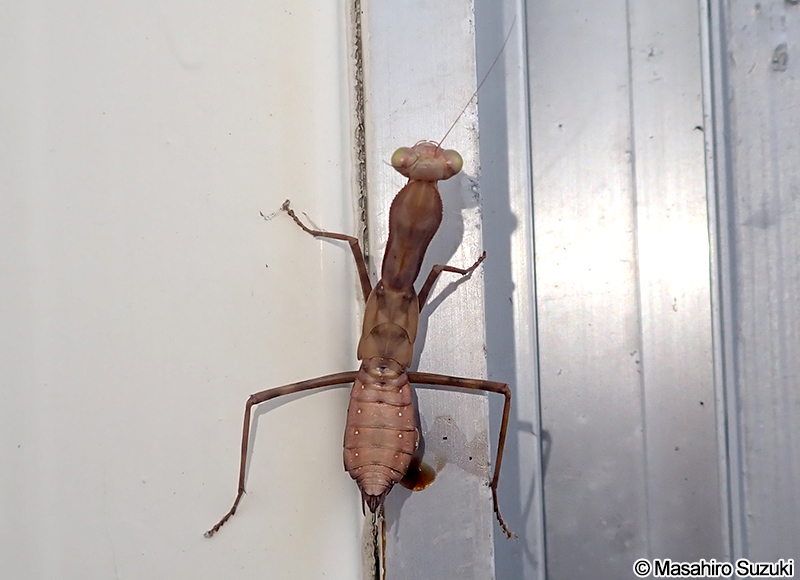 ハラビロカマキリ Hierodula patellifera
