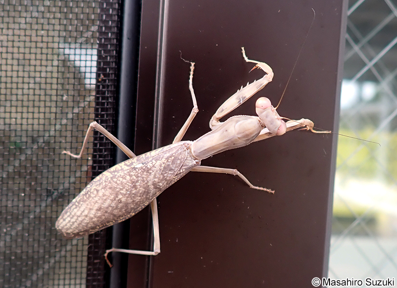ハラビロカマキリ Hierodula patellifera