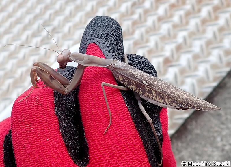 ハラビロカマキリ Hierodula patellifera