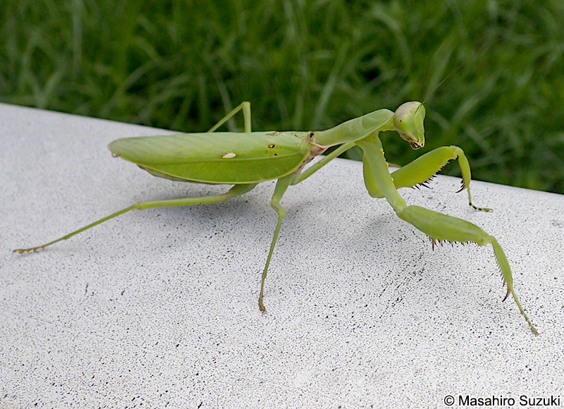 ハラビロカマキリ Hierodula patellifera