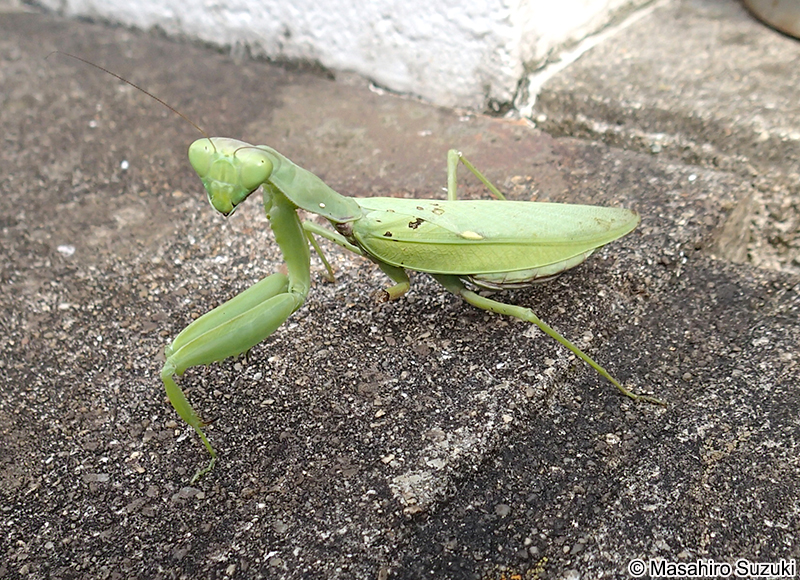 ハラビロカマキリ Hierodula patellifera