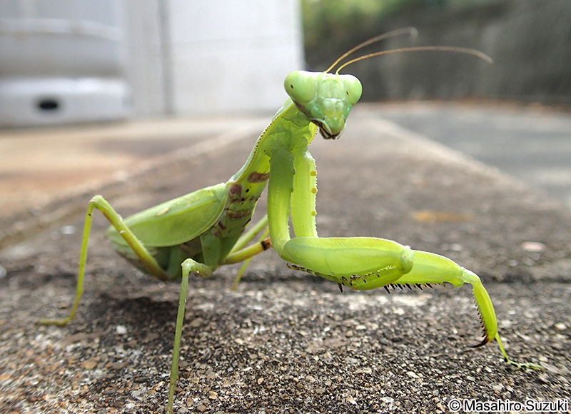 ハラビロカマキリ Hierodula patellifera