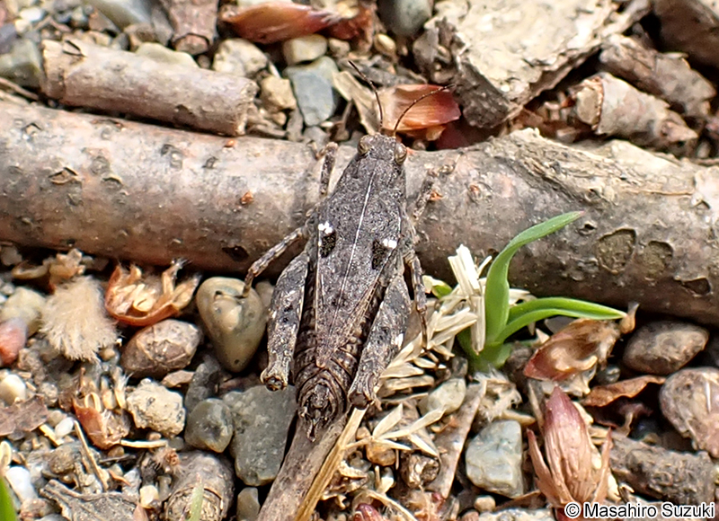 ハラヒシバッタ Tetrix japonica