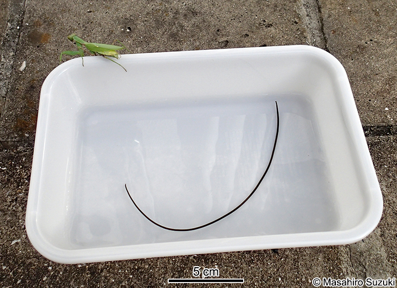 ハリガネムシ Chordodidae