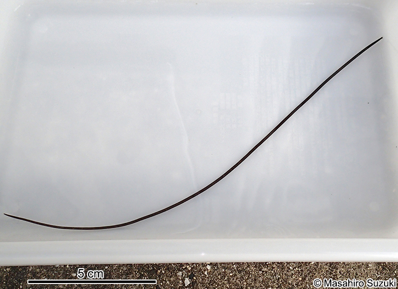 ハリガネムシ Chordodidae