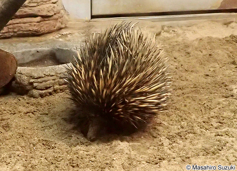 ハリモグラ Tachyglossus aculeatus