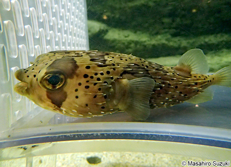 ハリセンボン Diodon holocanthus