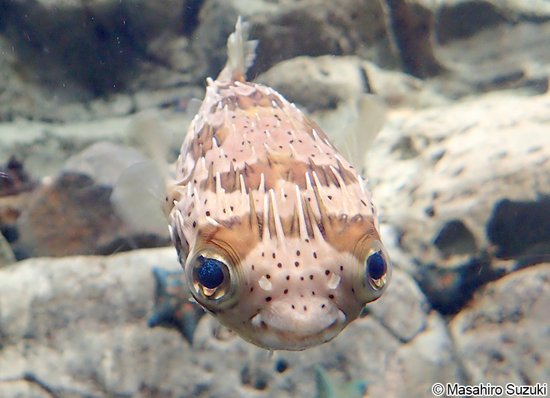 ハリセンボン Diodon holocanthus