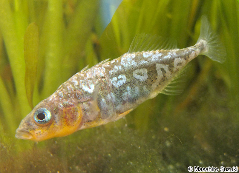 ハリヨ Gasterosteus cf. microcephalus