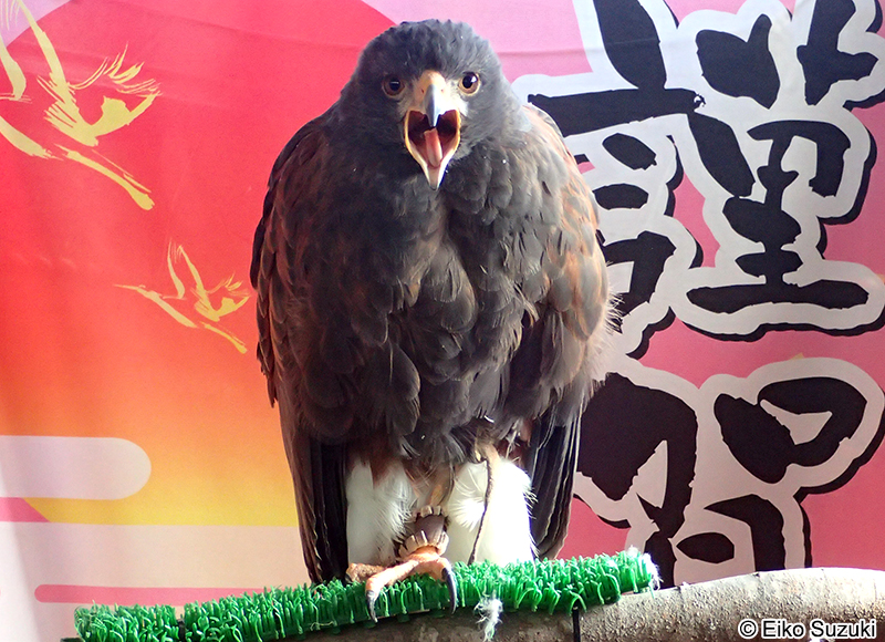 ハリスホーク（モモアカノスリ） Parabuteo unicinctus