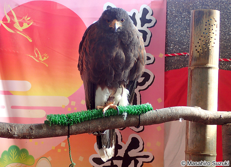 ハリスホーク（モモアカノスリ） Parabuteo unicinctus