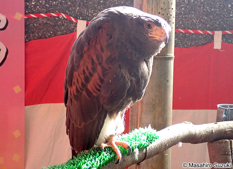 ハリスホーク（モモアカノスリ） Parabuteo unicinctus