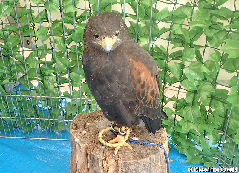 ハリスホーク（モモアカノスリ） Parabuteo unicinctus