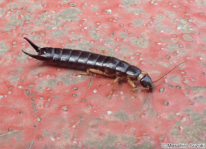 ハサミムシ Anisolabis maritima