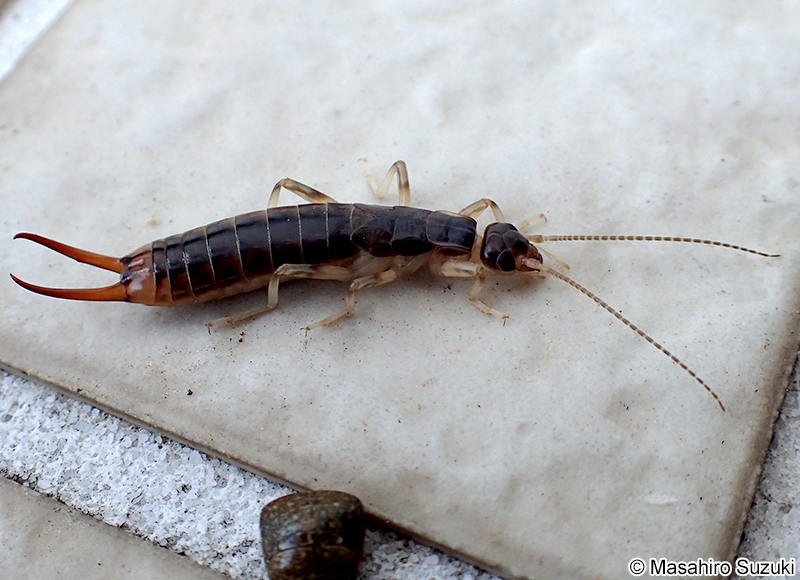 ハサミムシ目の1種 Dermaptera sp.