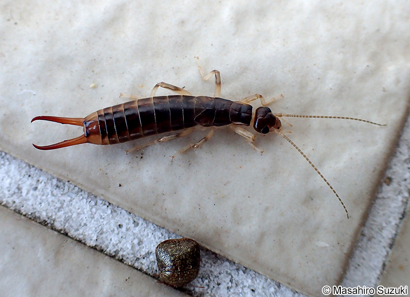 ハサミムシ目の1種 Dermaptera sp.