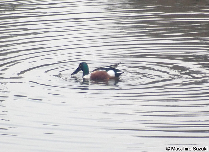 ハシビロガモ Spatula clypeata