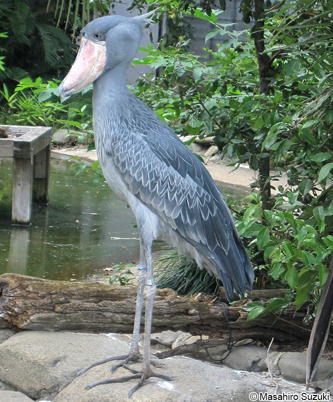 ハシビロコウ Balaeniceps rex