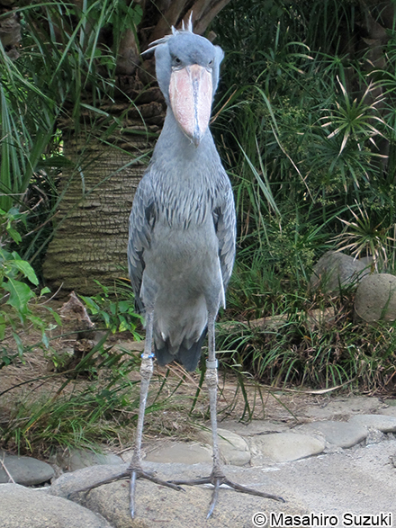 ハシビロコウ Balaeniceps rex