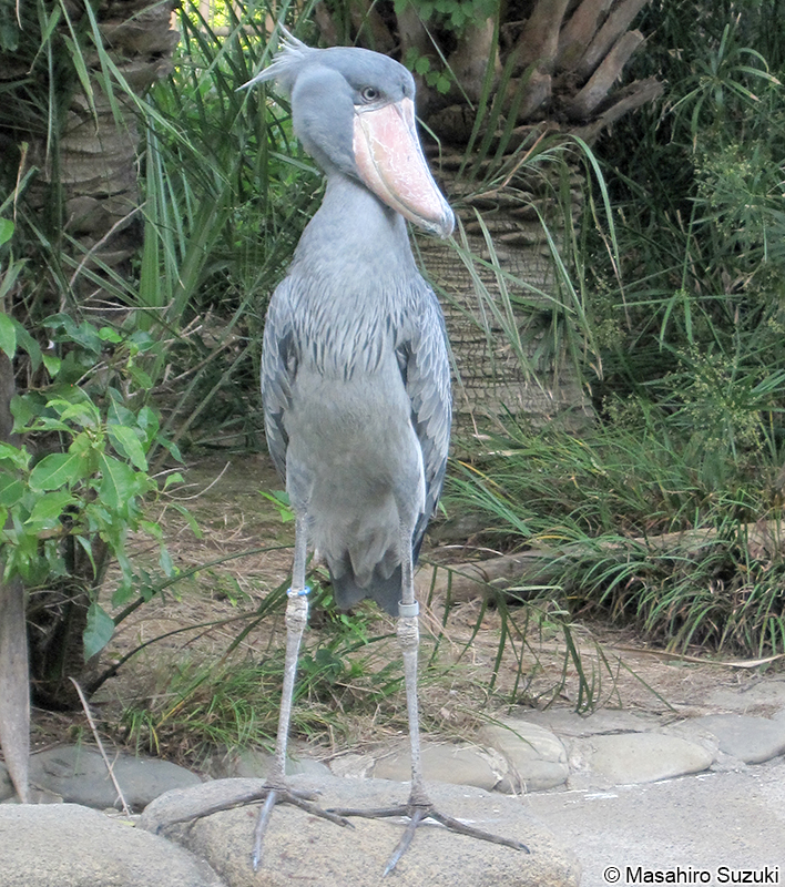 ハシビロコウ Balaeniceps rex