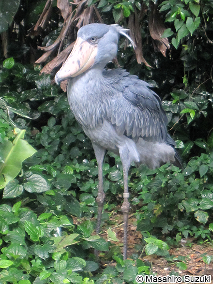 ハシビロコウ Balaeniceps rex