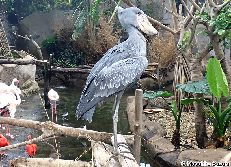 ハシビロコウ Balaeniceps rex