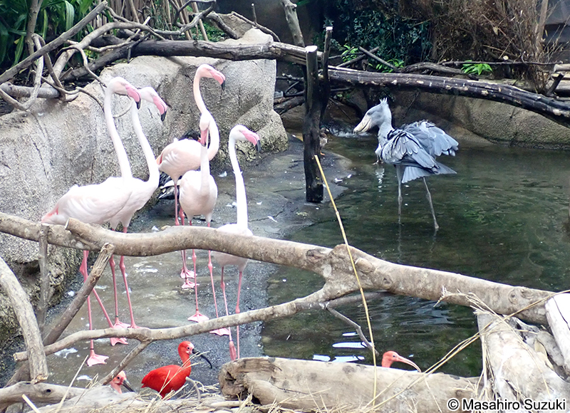 ハシビロコウ Balaeniceps rex