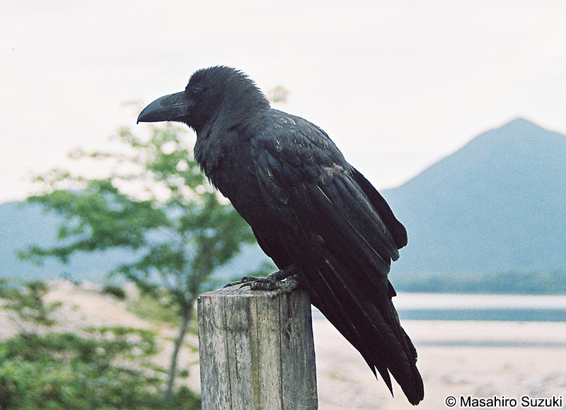 ハシブトガラス Corvus macrorhynchos