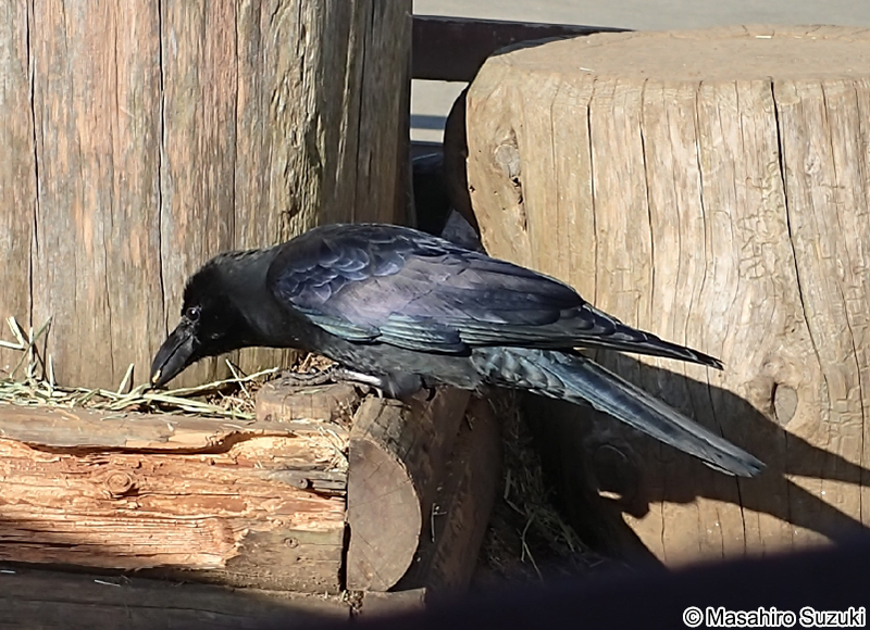 ハシブトガラス Corvus macrorhynchos