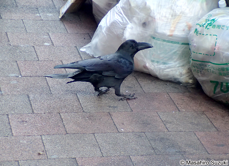 ハシブトガラス Corvus macrorhynchos